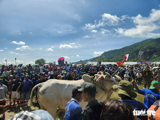 Thousands brave sun to watch ox racing festival in southern Vietnam- Ảnh 2.