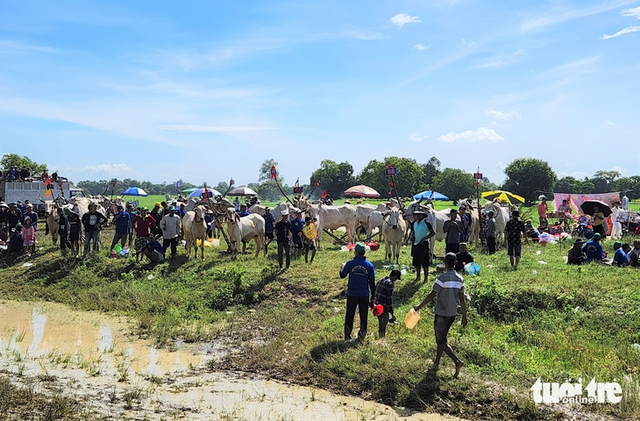 Thousands brave sun to watch ox racing festival in southern Vietnam- Ảnh 3.