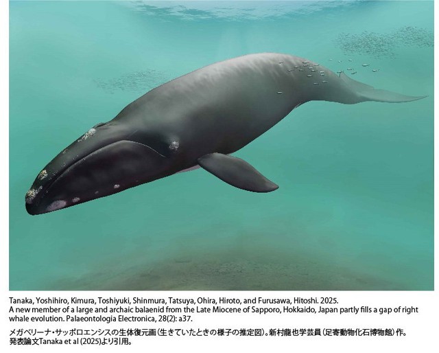 New whale species discovered in Hokkaido - Ảnh 1.