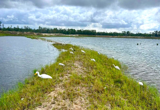Thousands of migratory bird traps destroyed in north-central Vietnam 
- Ảnh 1. Thousands of migratory bird traps destroyed in north-central Vietnam 
- Ảnh 1.