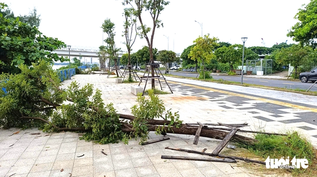 Trees uprooted along Da Nang riverside sidewalk due to storm Bualoi- Ảnh 2.