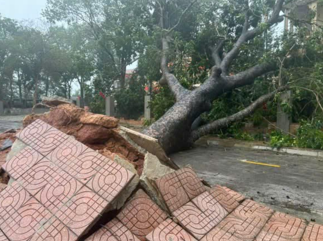 Storm Bualoi weakens as cleanup, rescue efforts intensify in Vietnam
- Ảnh 4.