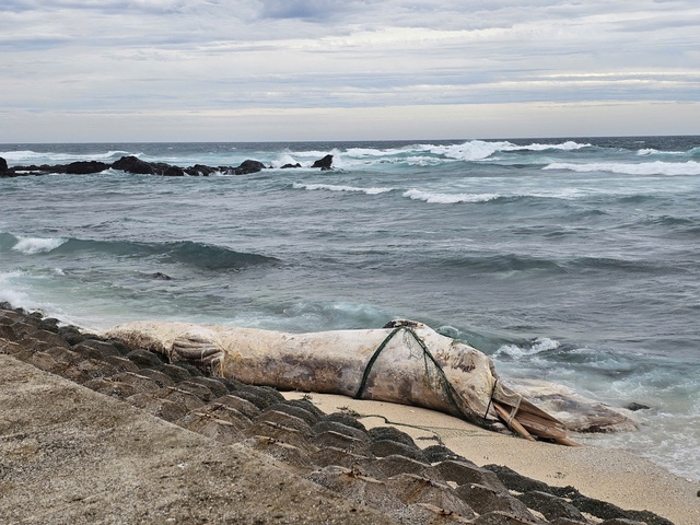 10-meter dead whale washes ashore on Vietnam island amid storm Bualoi- Ảnh 1.
