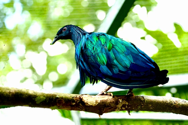 5 rare Nicobar pigeons handed to Ho Chi Minh City national park for care- Ảnh 1.