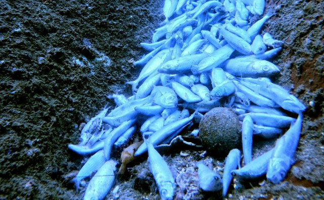 Fish die-off in Vietnam’s Khanh Hoa traced to purse seine operations: authorities - Ảnh 1.