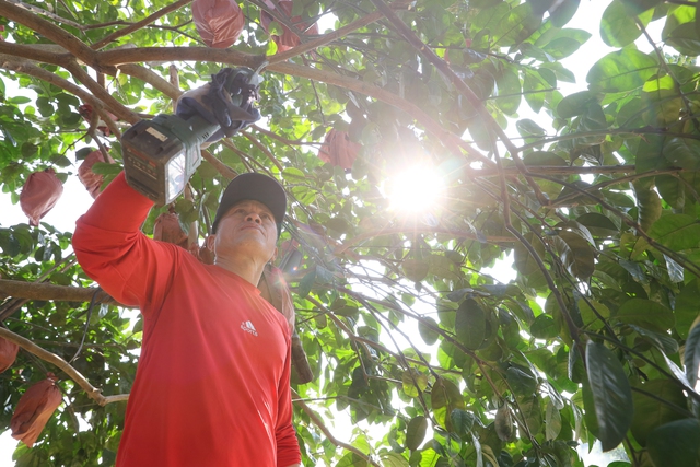 Vietnam farmers harvest red pomelos ahead of Lunar New Year as demand for auspicious fruit rises - Ảnh 4. Vietnam farmers harvest red pomelos ahead of Lunar New Year as demand for auspicious fruit rises - Ảnh 4.