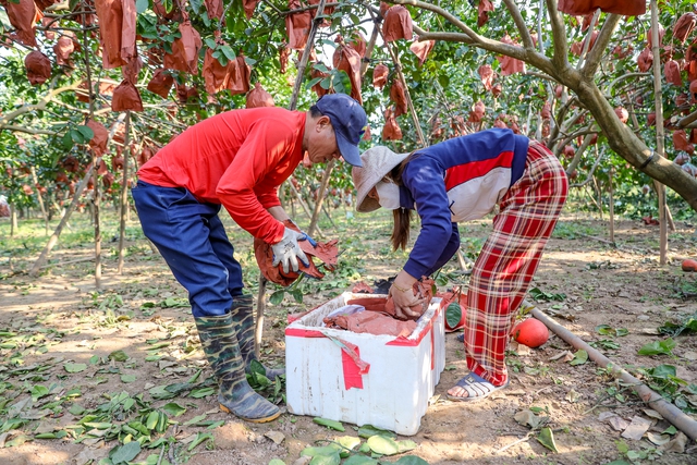 Vietnam farmers harvest red pomelos ahead of Lunar New Year as demand for auspicious fruit rises - Ảnh 5. Vietnam farmers harvest red pomelos ahead of Lunar New Year as demand for auspicious fruit rises - Ảnh 5.