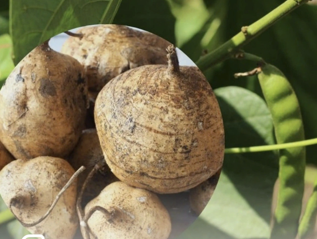 6 family members hospitalized after suspected poisoning from jicama seeds in northern Vietnam - Ảnh 1.