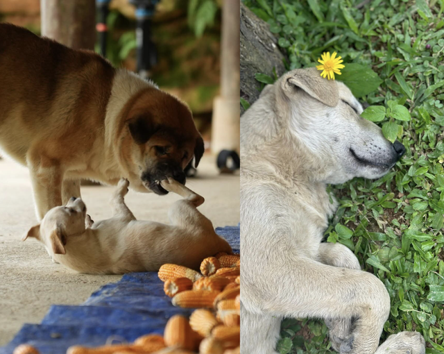 Đếm ngày gặp lại Gia đình Haha tại Bản Liền - Ảnh 4.