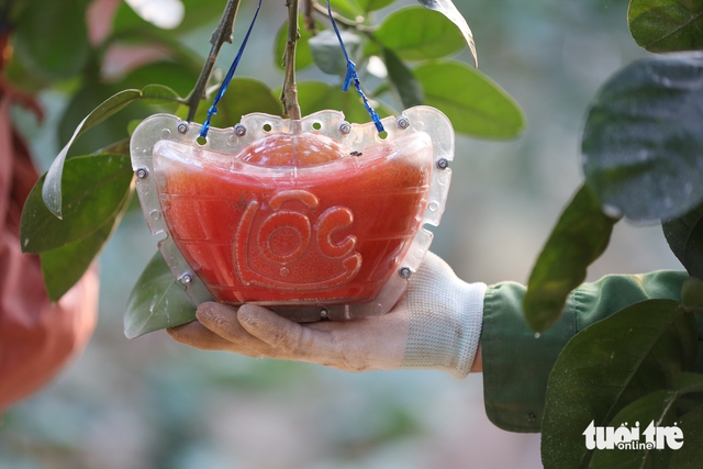 Vietnam farmers harvest red pomelos ahead of Lunar New Year as demand for auspicious fruit rises - Ảnh 1. Vietnam farmers harvest red pomelos ahead of Lunar New Year as demand for auspicious fruit rises - Ảnh 1.