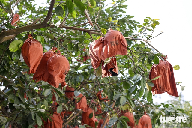 Vietnam farmers harvest red pomelos ahead of Lunar New Year as demand for auspicious fruit rises - Ảnh 6. Vietnam farmers harvest red pomelos ahead of Lunar New Year as demand for auspicious fruit rises - Ảnh 6.