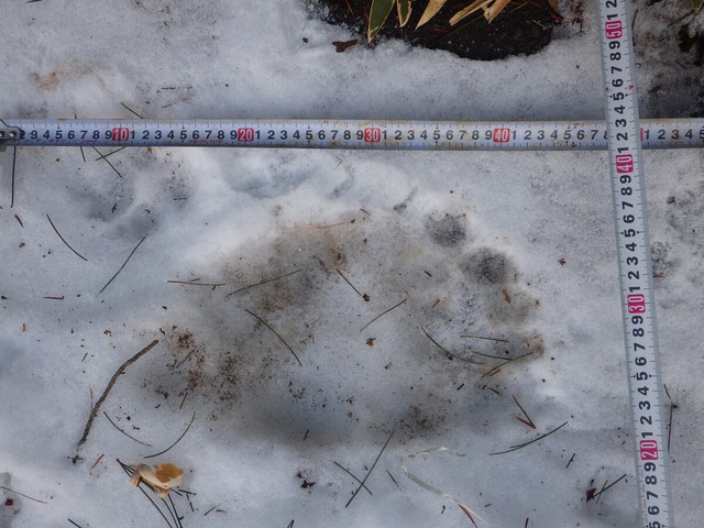 Bear sightings in Japan continue into 2026 - Ảnh 1.