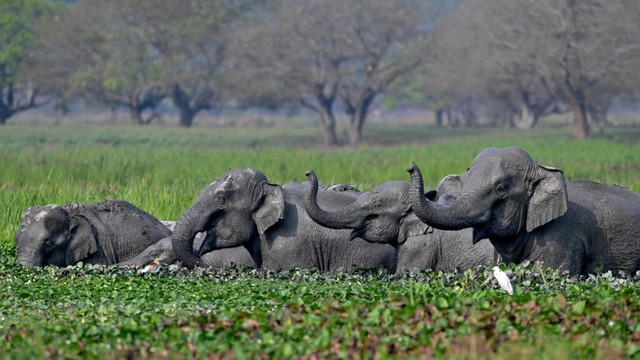 India hunts rampaging elephant that killed 20 people - Ảnh 1. India hunts rampaging elephant that killed 20 people - Ảnh 1.