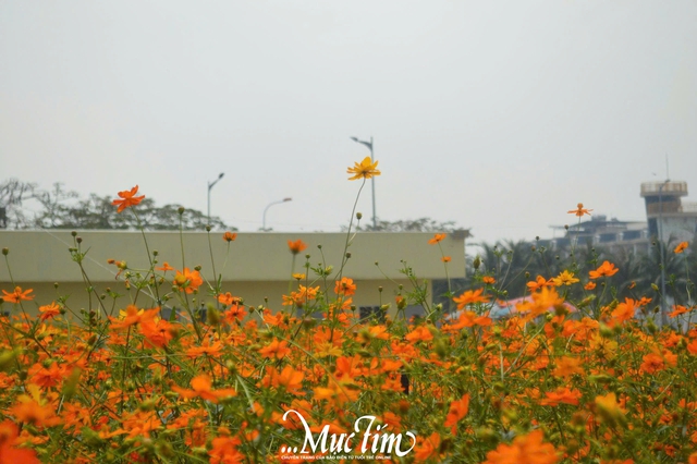 Tọa độ chụp ảnh Tết xinh lung linh tại khu đô thị Vạn Phúc- Ảnh 7.