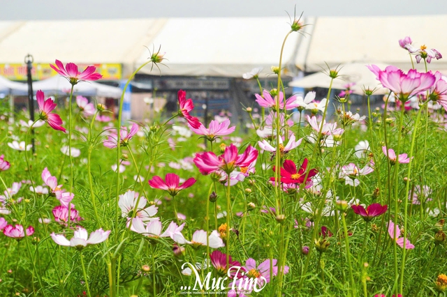 Tọa độ chụp ảnh Tết xinh lung linh tại khu đô thị Vạn Phúc- Ảnh 8.