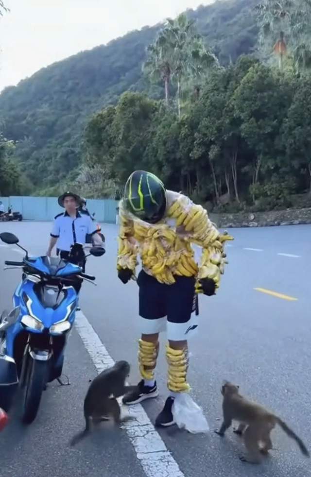 Authorities verify video of foreigner strapping bananas on body to tease wild monkeys in Da Nang
- Ảnh 1.