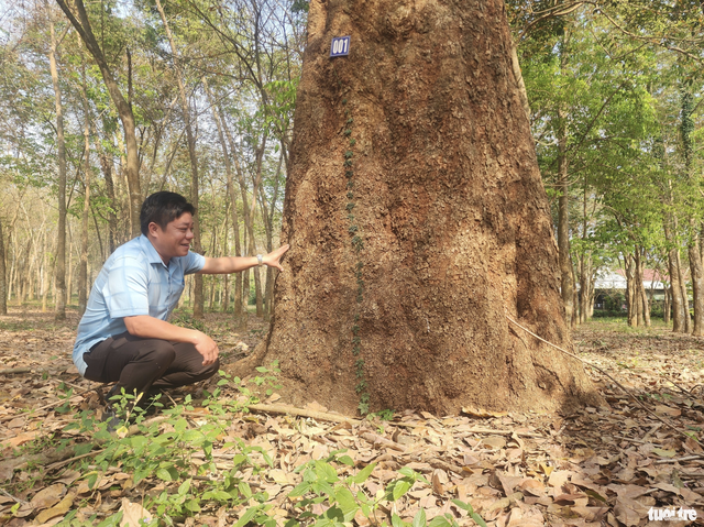 Exploring Vietnam’s 120-year-old rubber tree garden planted by French - Ảnh 1.