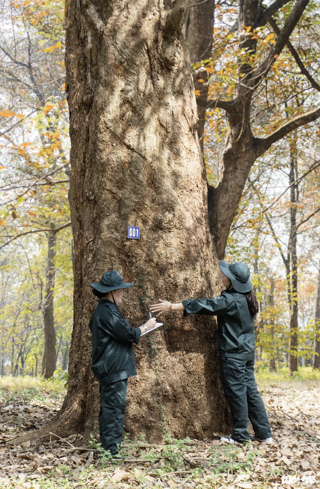 Exploring Vietnam’s 120-year-old rubber tree garden planted by French - Ảnh 3.