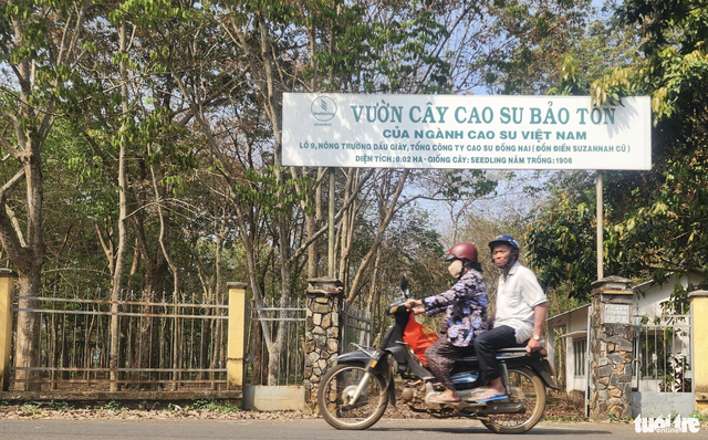Exploring Vietnam’s 120-year-old rubber tree garden planted by French - Ảnh 2.