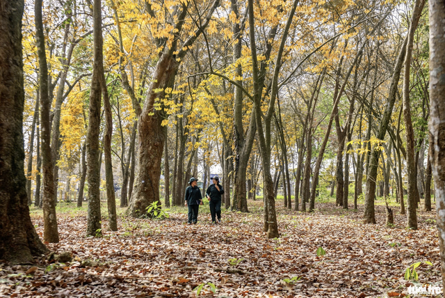 Exploring Vietnam’s 120-year-old rubber tree garden planted by French - Ảnh 8.