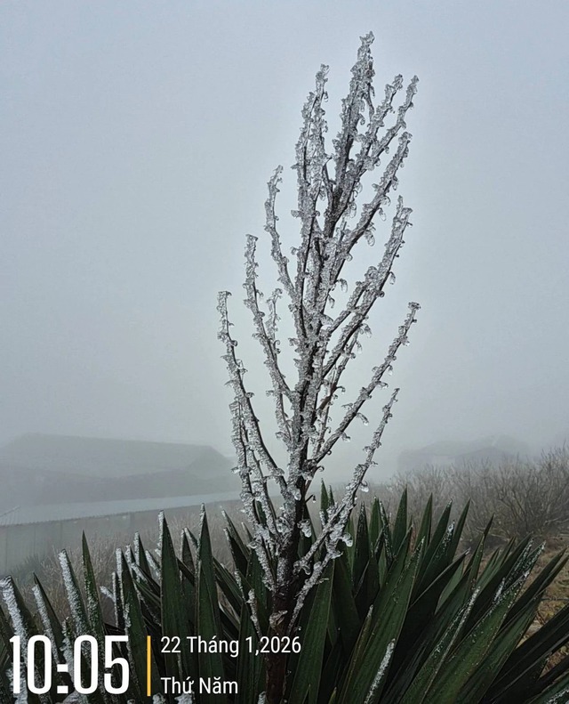Frost blankets Vietnam’s Mau Son peak as temperatures fall to minus 0.1 degree Celsius- Ảnh 1. Frost blankets Vietnam’s Mau Son peak as temperatures fall to minus 0.1 degree Celsius- Ảnh 1.
