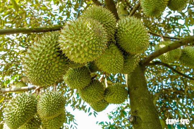 Horticulture gains ground in Vietnam’s Mekong Delta, fragmented production limits exports: Dutch embassy- Ảnh 1. Horticulture gains ground in Vietnam’s Mekong Delta, fragmented production limits exports: Dutch embassy- Ảnh 1.