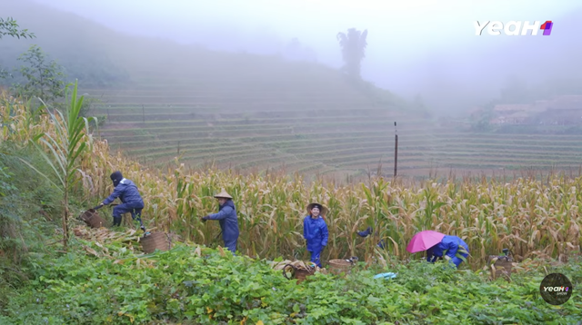 Gia đình Haha gặt bắp và xây nhà cho mèo Lướng trong tập 17 - Ảnh 5. Gia đình Haha gặt bắp và xây nhà cho mèo Lướng trong tập 17 - Ảnh 4.