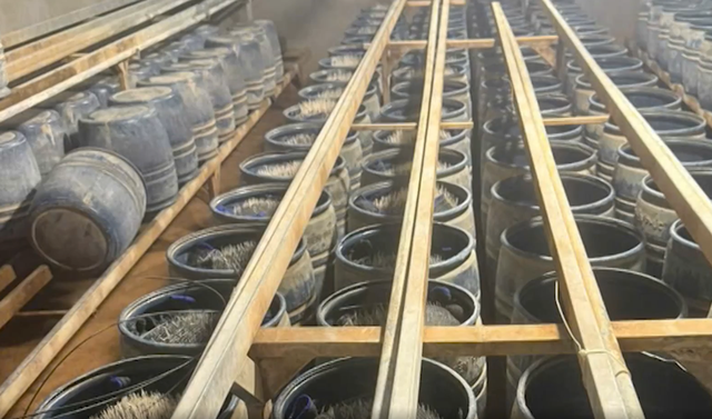 2 bean sprout producers charged for allegedly using banned substance in northern Vietnam - Ảnh 1.