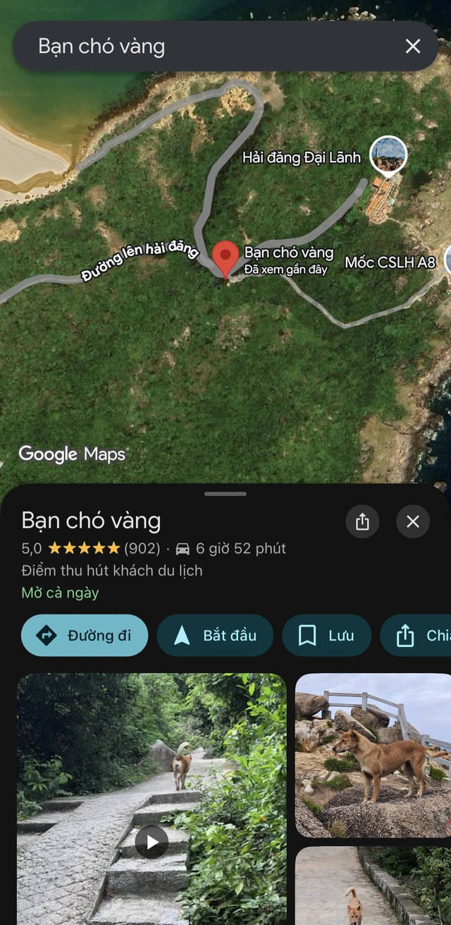 Chú chó vàng 5 sao trên Google Maps và câu chuyện về người dẫn đường đặc biệt- Ảnh 7.