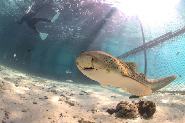 Thailand releases endangered leopard sharks in conservation push- Ảnh 2.