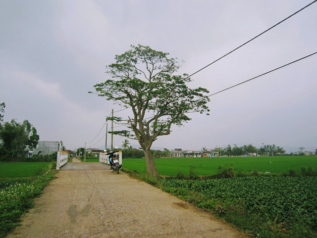 Bài tham dự sân chơi viết Chuyến xe mùa xuân: Chở má thăm xuân- Ảnh 1.