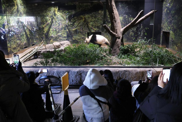 Last 2 pandas in Japan leave for China- Ảnh 1.