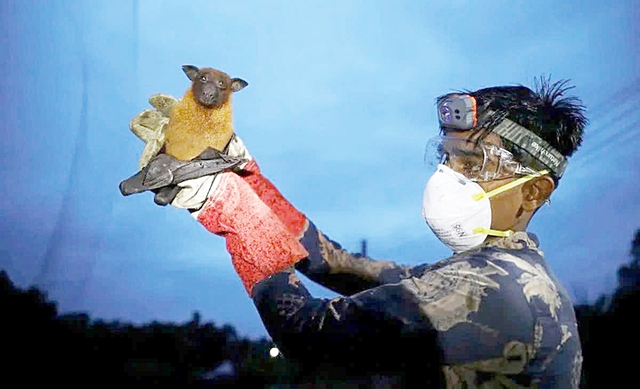 Vietnam reports no Nipah virus cases, heightens surveillance after India outbreak- Ảnh 1. Vietnam reports no Nipah virus cases, heightens surveillance after India outbreak- Ảnh 1.