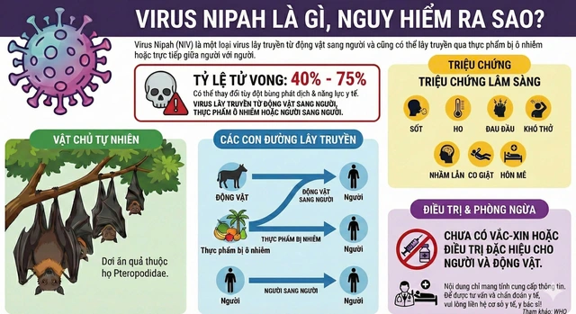 Virus Nipah là gì? Dịch bệnh diễn biến phức tạp, cần hiểu rõ để phòng tránh - Ảnh 1.