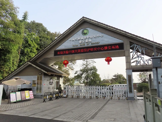 2 pandas arrive in China from Japan- Ảnh 1.