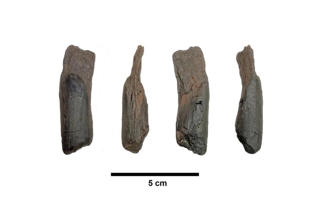Scientists recover the oldest wooden tools from a site in Greece- Ảnh 2. Scientists recover the oldest wooden tools from a site in Greece- Ảnh 2.