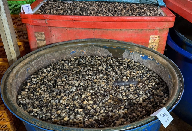 Suspect details ‘formula’ behind 3,000 tonnes of chemical-soaked snail meat in Ho Chi Minh City- Ảnh 3.