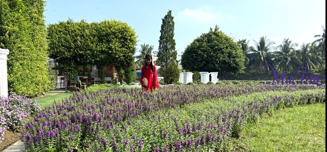 Rực rỡ vườn hoa Mãn Đình Hồng tỉnh Đồng Tháp - Ảnh 2.