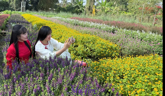 Rực rỡ vườn hoa Mãn Đình Hồng tỉnh Đồng Tháp - Ảnh 1.