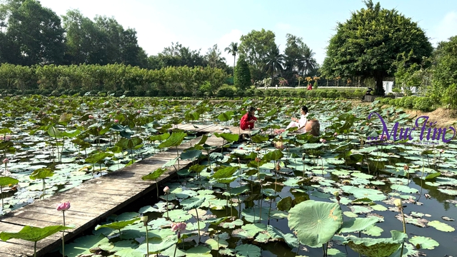 Rực rỡ vườn hoa Mãn Đình Hồng tỉnh Đồng Tháp - Ảnh 2.