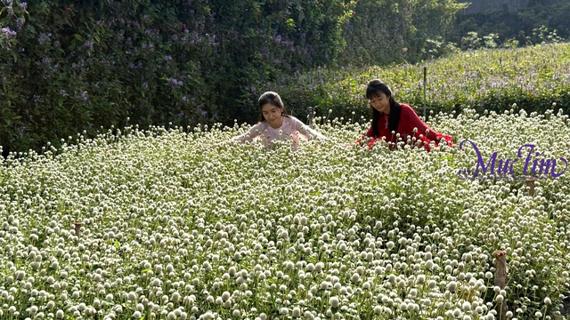 Rực rỡ vườn hoa Mãn Đình Hồng tỉnh Đồng Tháp - Ảnh 7.