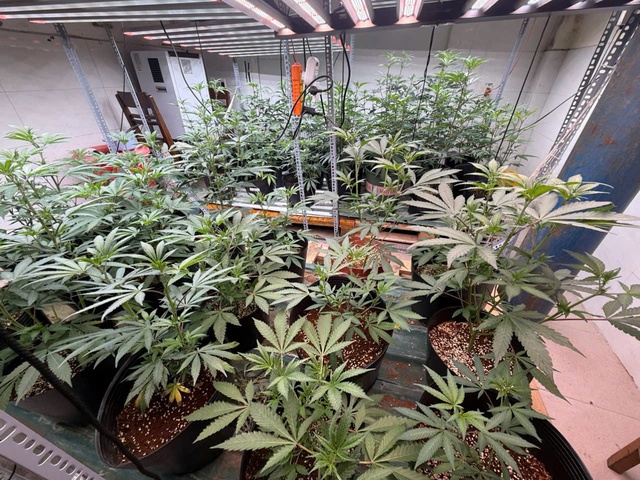 Police bust largest indoor cannabis growing operation in Da Nang - Ảnh 3.