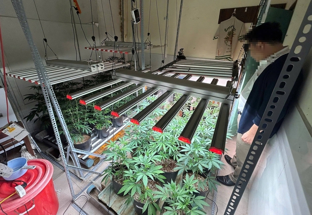 Police bust largest indoor cannabis growing operation in Da Nang - Ảnh 2.