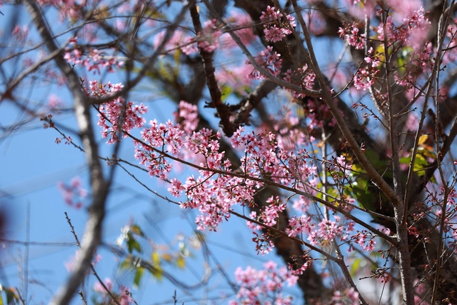 Về Đà Lạt, check-in những cung đường mai anh đào rợp sắc hồng- Ảnh 7. Về Đà Lạt, check-in những cung đường mai anh đào rợp sắc hồng- Ảnh 7.