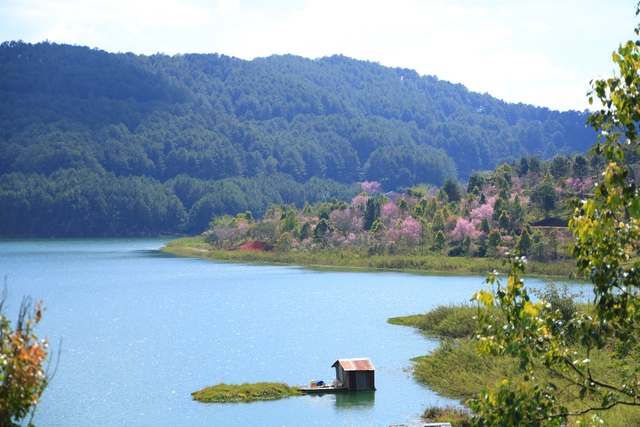 Về Đà Lạt, check-in những cung đường mai anh đào rợp sắc hồng- Ảnh 6. Về Đà Lạt, check-in những cung đường mai anh đào rợp sắc hồng- Ảnh 6.