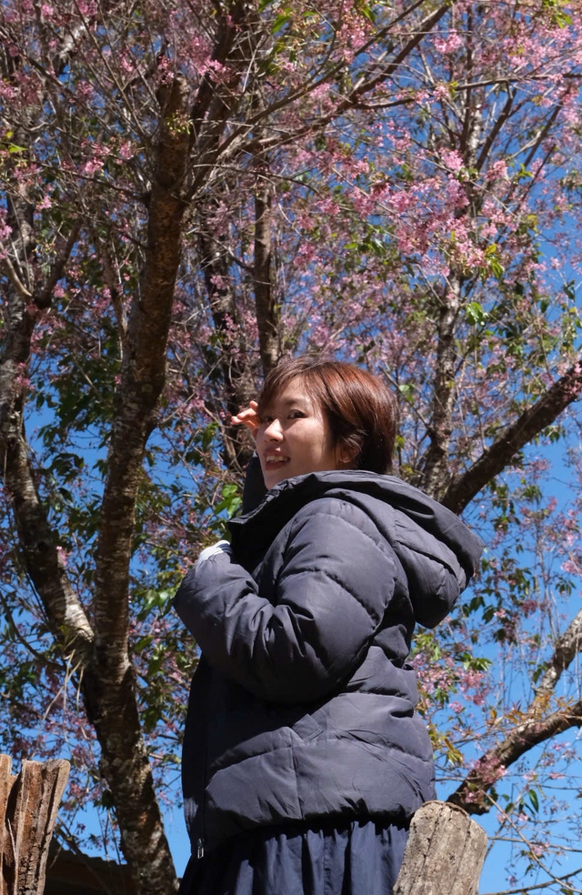 Về Đà Lạt, check-in những cung đường mai anh đào rợp sắc hồng- Ảnh 10. Về Đà Lạt, check-in những cung đường mai anh đào rợp sắc hồng- Ảnh 10.