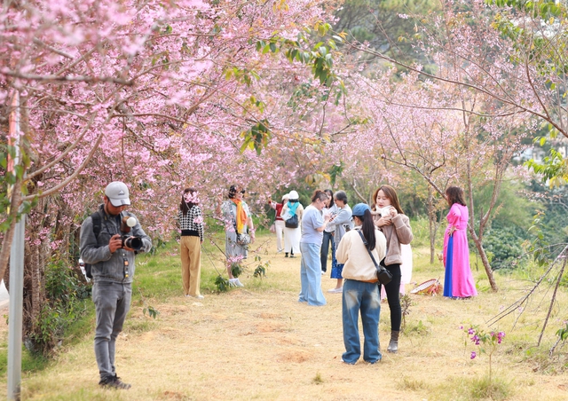 Về Đà Lạt, check-in những cung đường mai anh đào rợp sắc hồng- Ảnh 1. Về Đà Lạt, check-in những cung đường mai anh đào rợp sắc hồng- Ảnh 1.