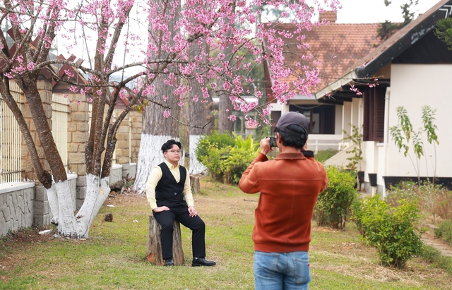 Về Đà Lạt, check-in những cung đường mai anh đào rợp sắc hồng- Ảnh 5. Về Đà Lạt, check-in những cung đường mai anh đào rợp sắc hồng- Ảnh 5.