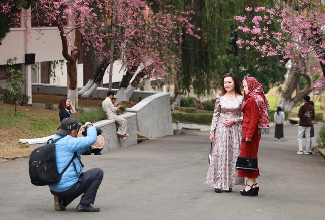 Về Đà Lạt, check-in những cung đường mai anh đào rợp sắc hồng- Ảnh 4. Về Đà Lạt, check-in những cung đường mai anh đào rợp sắc hồng- Ảnh 4.