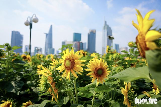 Thu Thiem riverside in Ho Chi Minh City: From overgrown weeds to sunflower garden, modern landmarks
- Ảnh 5. Thu Thiem riverside in Ho Chi Minh City: From overgrown weeds to sunflower garden, modern landmarks
- Ảnh 5.